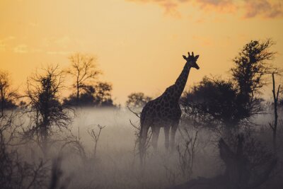 Fototapete nebliger Morgen mit einer Giraffe