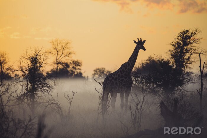 Fototapete nebliger Morgen mit einer Giraffe