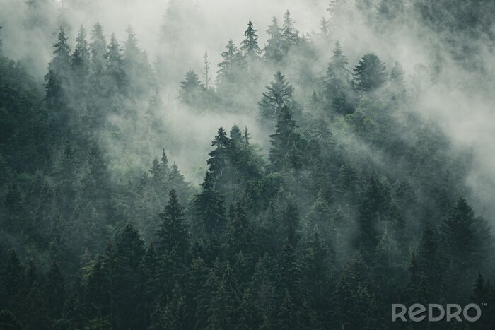 Fototapete Nebliger Tannenwald im Retro-Vintage-Stil