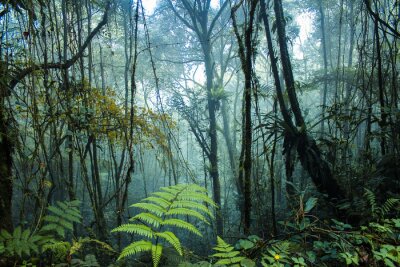 Fototapete Nebliger Tropenwald