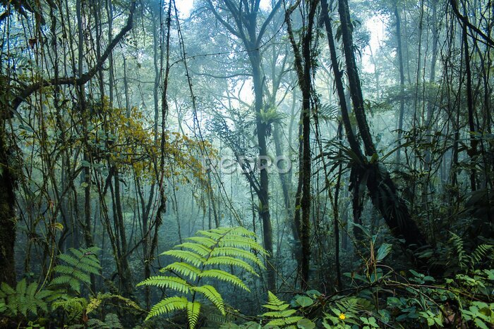 Fototapete Nebliger Tropenwald