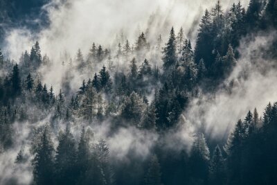 Nebliger Wald am Berghang