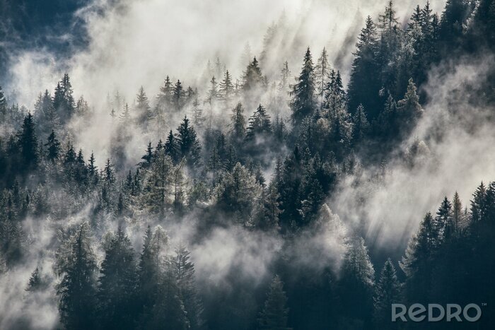 Fototapete Nebliger Wald am Berghang