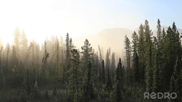 Fototapete Nebliger Wald - Tundra