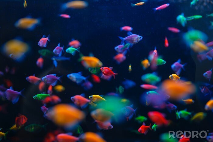 Fototapete Neonfische unter Wasser