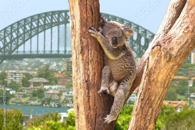 Fototapete Netter Koala in Sydney, Australien