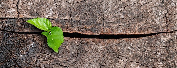 Fototapete Neues Leben in gefälltem Baum