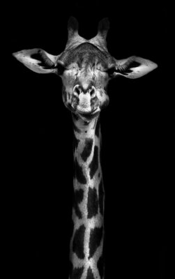 Neugierige Giraffe auf dem schwarzen Hintergrund