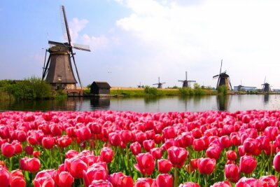 Niederländische Landschaft mit Tulpen