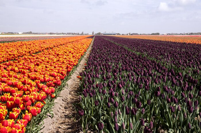 Fototapete Niederländisches Tulpenfeld