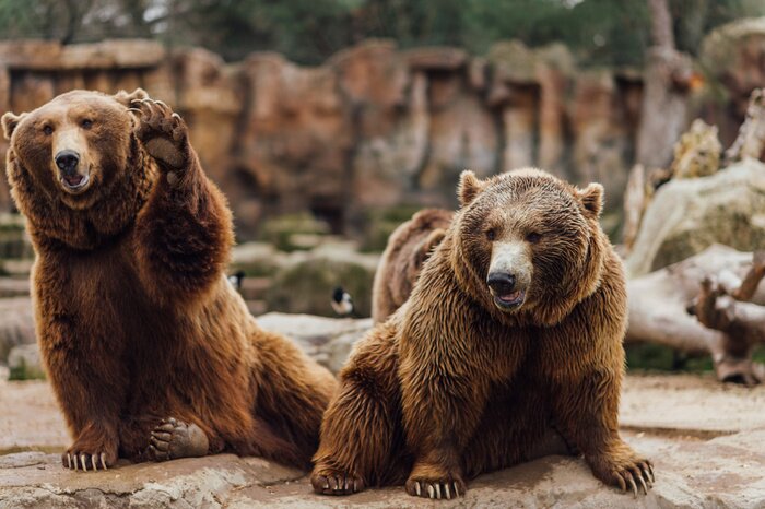 Fototapete Niedliche Bärchen im Zoo