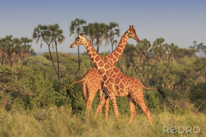 Fototapete Niedliche Giraffen in der Savanne