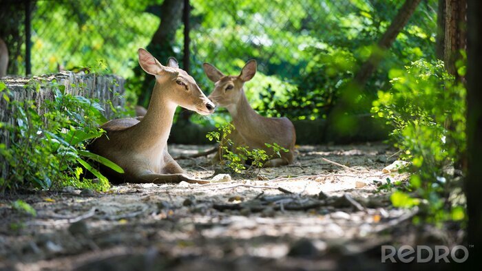 Fototapete Niedliche Tiere im Zoo