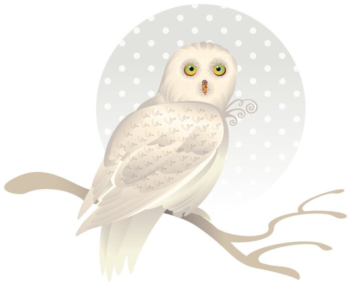 Fototapete Niedliche weiße Eule auf einem Ast