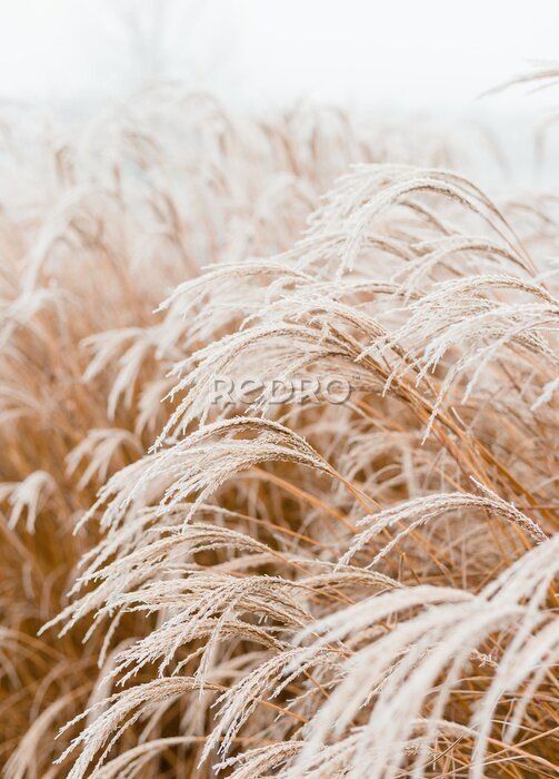 Fototapete Ohren von wildem Gras