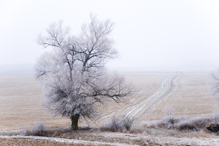 Fototapete Old alleine Baum mit der Straße