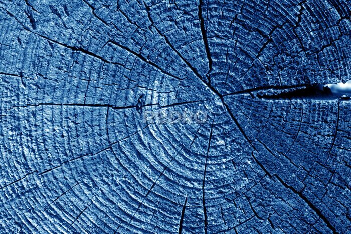 Fototapete Old log cut macro in navy blue tone.