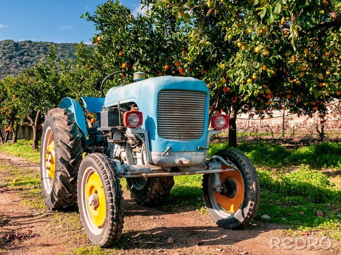 Fototapete Oldtimer-Traktor bei den Obstbäumen