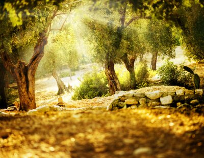 Olivenbäume im Sonnenschein