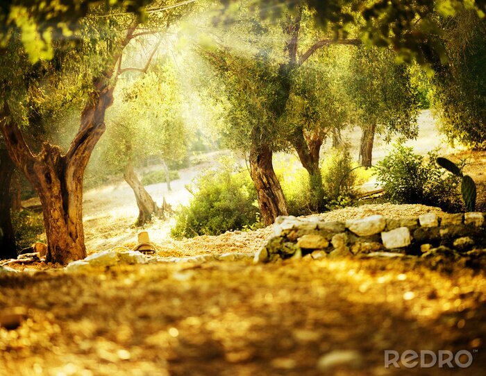 Fototapete Olivenbäume im Sonnenschein