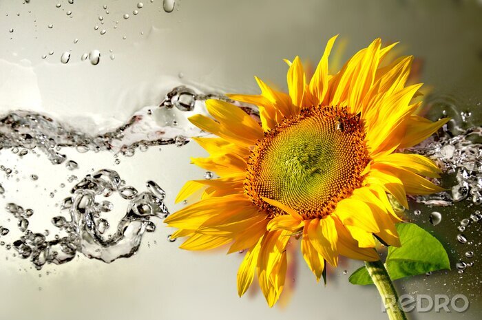 Fototapete Orange Blume und Wasser