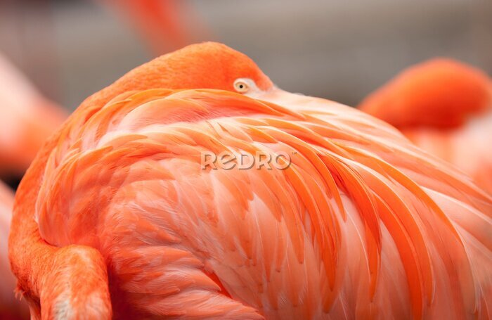 Fototapete Orange exotischer Flamingo