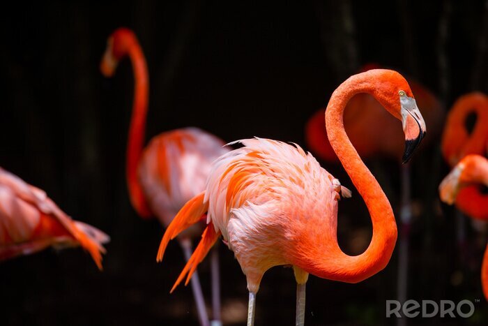 Fototapete Orange flamingo auf dunklem hintergrund