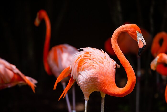 Fototapete Orange flamingo auf dunklem hintergrund