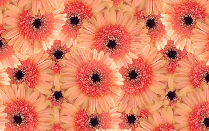 Fototapete Orange Gänseblümchen und Gerbera