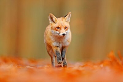 Fototapete Orange Landschaft mit Fuchs
