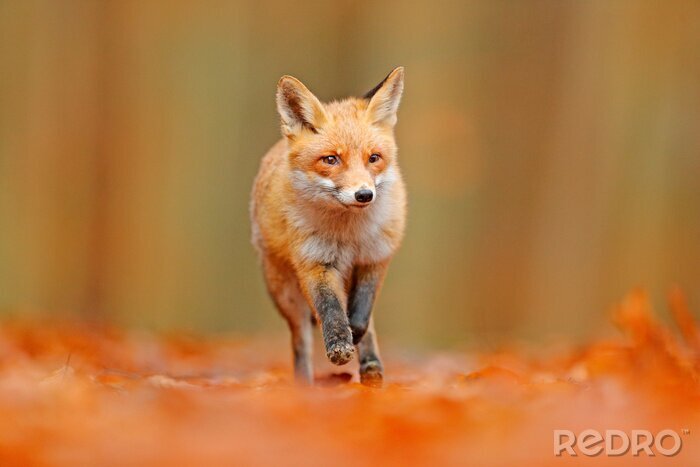 Fototapete Orange Landschaft mit Fuchs