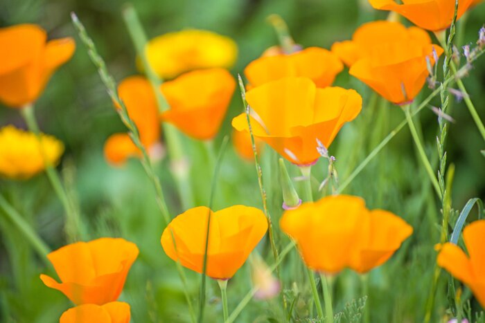 Fototapete Orange Mohnblumen
