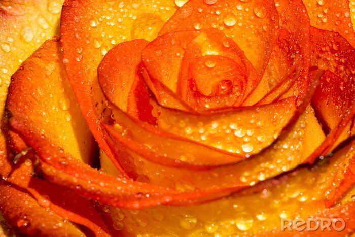 Fototapete Orange Rose in Makro-Version
