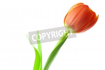 Fototapete Orange Tulpe auf weißem Hintergrund