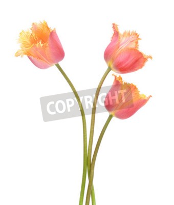 Fototapete Orange zerrissene Tulpen