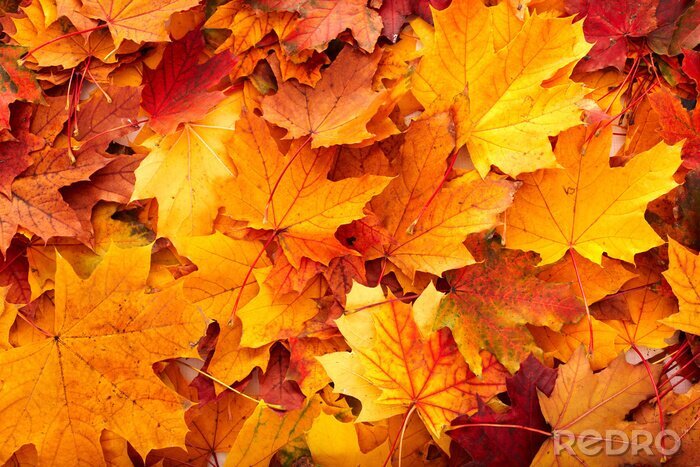 Fototapete Orangefarbene Blätter im Herbst