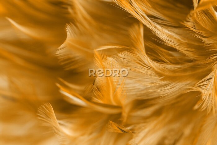 Fototapete Orangefarbene Boho-Feder-Textur