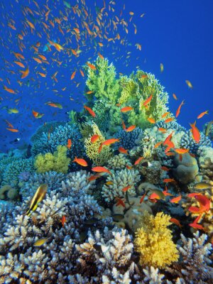 Fototapete Orangefarbene Fische und Korallenriff