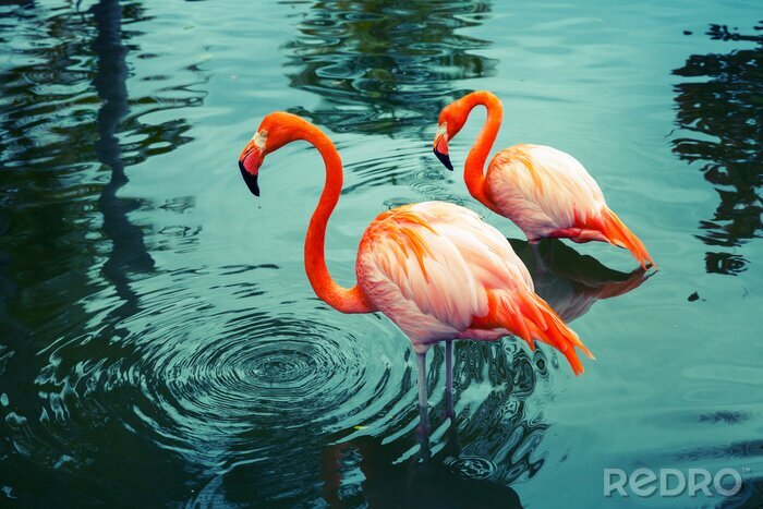 Fototapete Orangefarbene flamingos im see