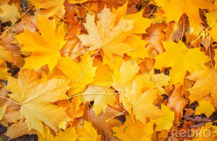 Fototapete Orangefarbene Herbstblätter