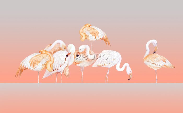 Fototapete Orangefarbene Komposition mit Flamingos