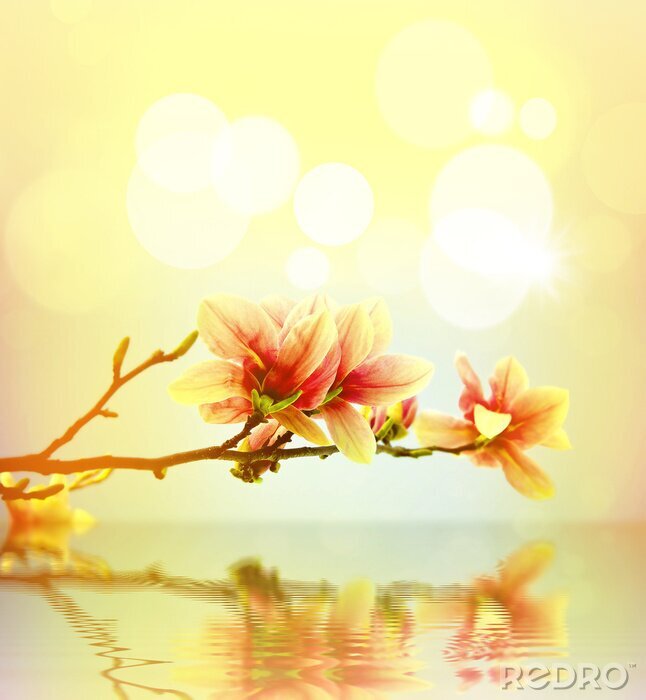 Fototapete Orangefarbene Magnolie über Wasser