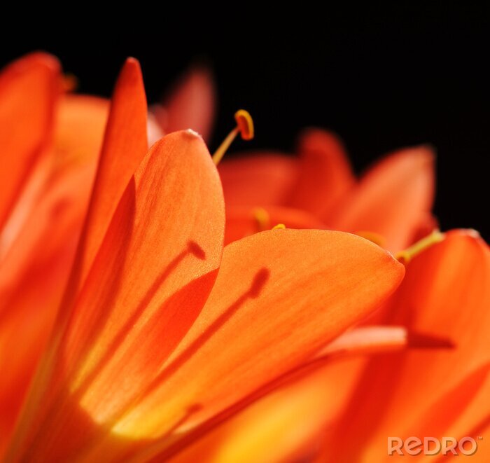 Fototapete Orangefarbene Makroblume