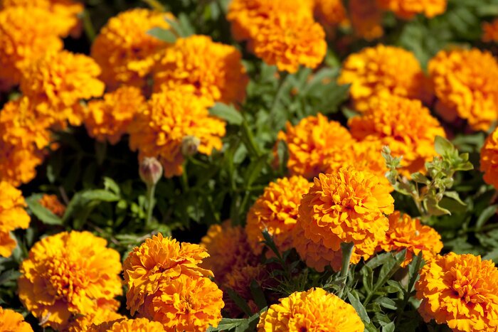 Fototapete Orangefarbene Tagetes