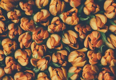 Fototapete Orangefarbene Tulpen