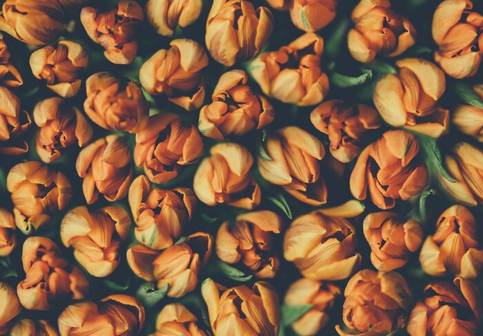 Fototapete Orangefarbene Tulpen
