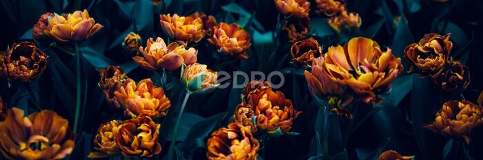 Fototapete Orangefarbene Tulpen auf dunklem Hintergrund