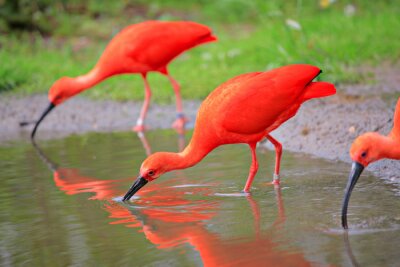 Orangefarbene Vögel am Wasser