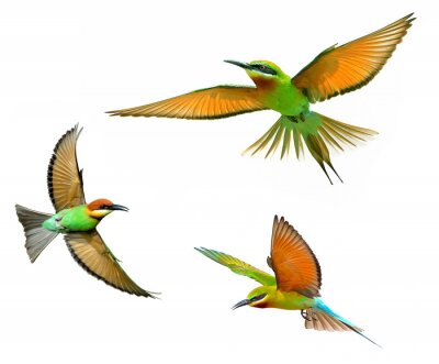 Fototapete Orangefarbene Vögel auf hellem Hintergrund