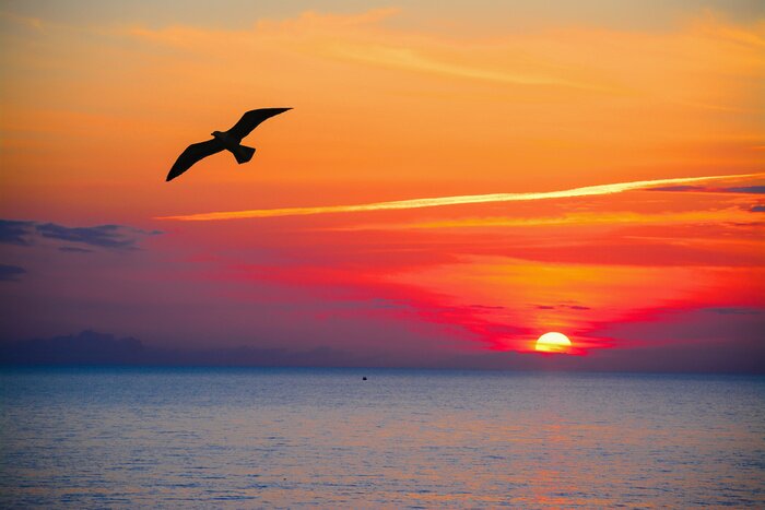 Fototapete Orangefarbener Himmel und Vogel